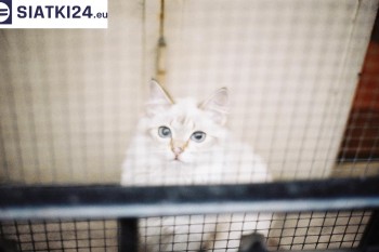Siatki Rabka-Zdrój - Zabezpieczenie balkonu siatką - Kocia siatka - bezpieczny kot dla terenów Rabki-Zdrój
